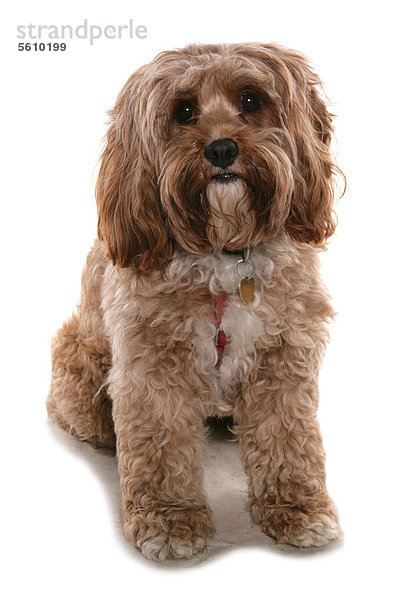Haushund  ausgewachsener Cockerpoo  Kreuzung aus Cocker Spaniel und Pudel  sitzend  mit Halsband und Marke