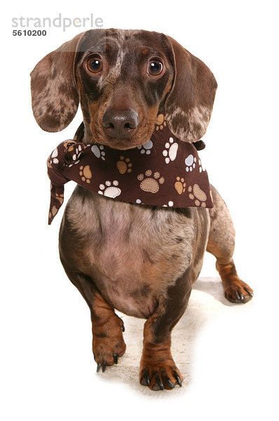 Haushund  ausgewachsener Kurzhaar-Dackel  stehend mit Halstuch