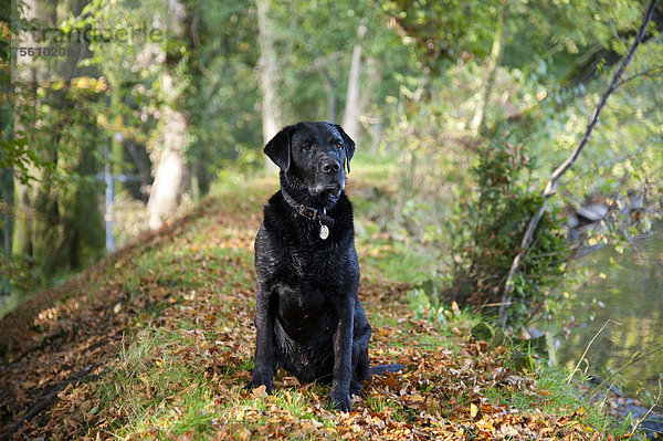 Haushund  ausgewachsener männlicher schwarzer Labrador Retriever  Variante Drakeshead  sitzt in der Nähe von einem Mühlenteich  Lancashire  England  Großbritannien  Europa