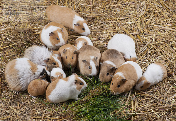 Hausmeerschweinchen (Cavia porcellus)  ausgewachsene Tiere und Jungtiere fressen Gras  stehen auf Stroh  Einstreu  Whitewell  Lancashire  England  Großbritannien  Europa