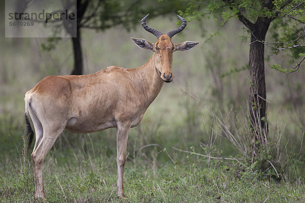 Kongoni (Alcelaphus buselaphus cokii)  ausgewachsenes Tier  stehend  Serengeti-Nationalpark  Tansania  Afrika
