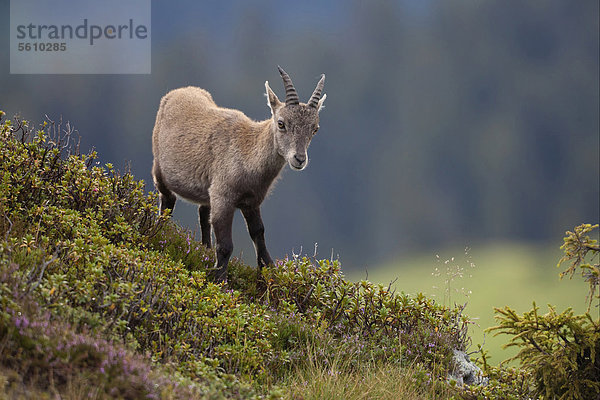 Steinbock oder Alpensteinbock (Capra ibex)  Jungtier  im Stand am Hang  Niederhorn  Schweizer Alpen  Berner Oberland  Schweiz  Europa