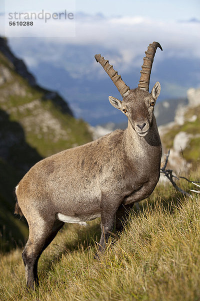 Steinbock oder Alpensteinbock (Capra ibex)  Alttier  Männchen  im Stand am Hang  Alpenwiese  Niederhorn  Schweizer Alpen  Berner Oberland  Schweiz  Europa