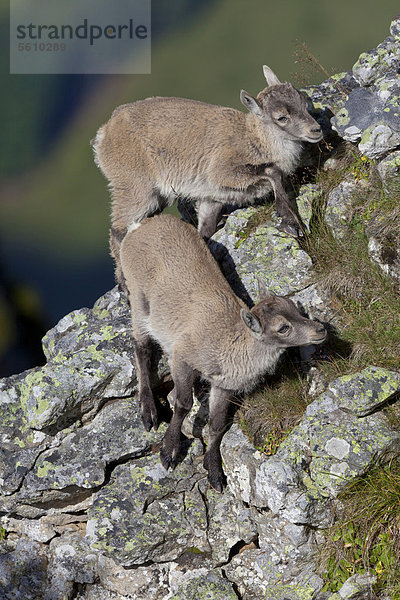 Steinbock oder Alpensteinbock (Capra ibex)  zwei Jungtiere beim Klettern auf Felsen  Niederhorn  Schweizer Alpen  Berner Oberland  Schweiz  Europa