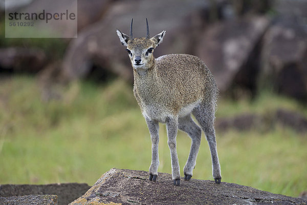 Klippspringer (Oreotragus oreotragus)  Alttier  im Stand auf Felsen  Serengeti Nationalpark  Tansania  Afrika