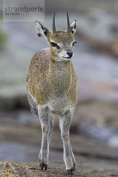 Klippspringer (Oreotragus oreotragus)  Alttier  im Stand auf Felsen  Serengeti Nationalpark  Tansania  Afrika