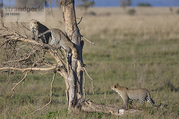 Serengeti Nationalpark Afrika Tansania