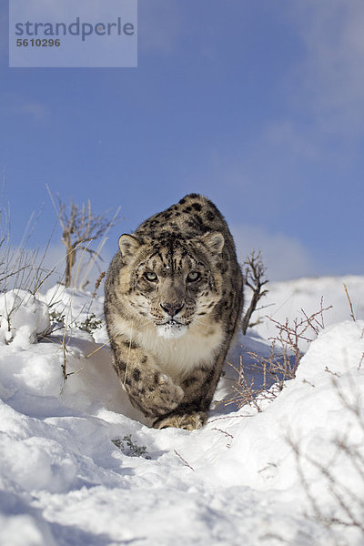 Schneeleopard oder Irbis (Panthera uncia)  Alttier  beim Laufen im Schnee  Winter  in Gefangenschaft