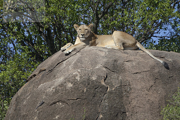 Löwen (Panthera leo)  Alttier  Weibchen  liegend auf Felsen  Serengeti Nationalpark  Tansania  Afrika