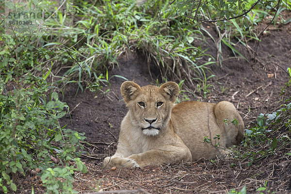 Löwe (Panthera leo)  Jungtier  beim Ruhen auf Boden  Serengeti Nationalpark  Tansania  Afrika