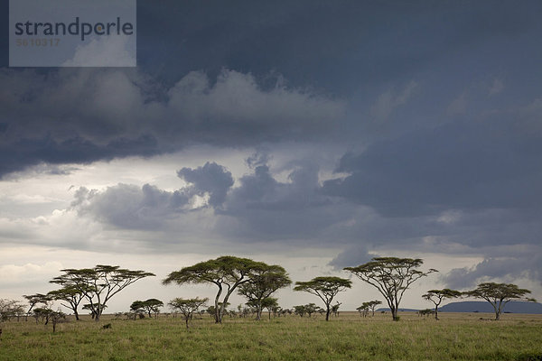 Nahendes Gewitter über der Savanne  Habitat  Serengeti-Nationalpark  Tansania  Afrika