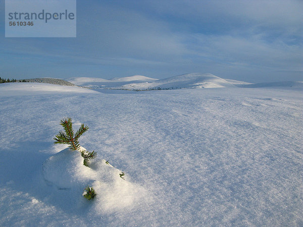 Schneebedeckter Nadelbaum-Sprößling im Hochland-Habitat  Cairngorms-Nationalpark  Highlands  Schottland  Großbritannien  Europa