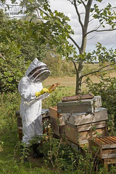 Imkerei  Imker beim Kontrollieren der Bienen auf dem Rahmen aus einem Bienenstock der Westlichen Honigbiene (Apis mellifera)  Suffolk  England  Großbritannien  Europa