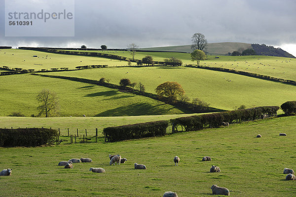 Hausschafe  Herde auf Weide mit Hecken  Regenschauer über Ackerland  New Invention  Bucknell  Shropshire  England  Großbritannien  Europa