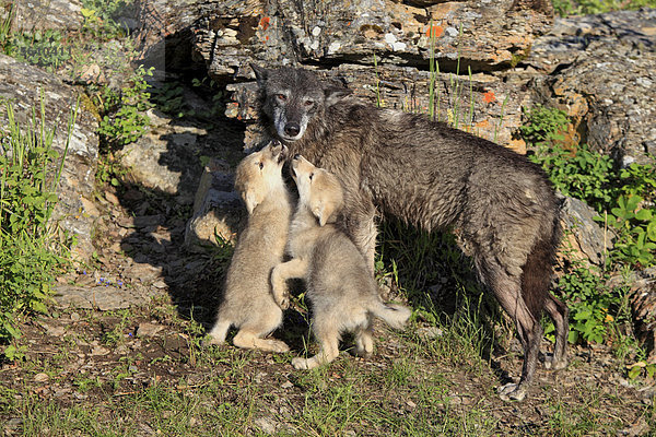 Wolf (Canis lupus)  erwachsene Wölfin mit acht Wochen alten Welpen  die um Futter betteln  captive  Montana  USA