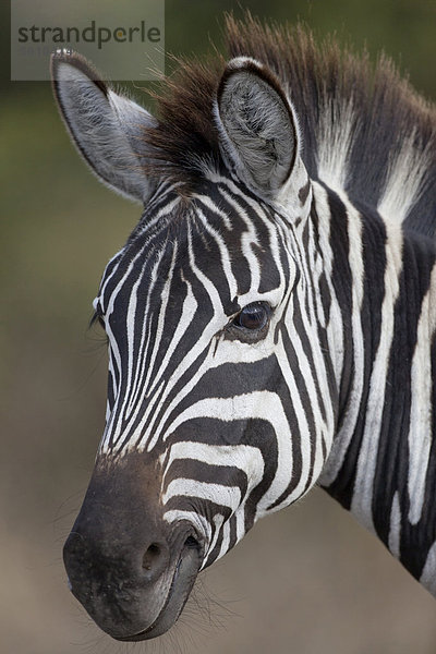 Steppenzebra oder Pferdezebra (Equus quagga)  adult  Porträt  Ngorongoro-Krater  Tansania  Afrika