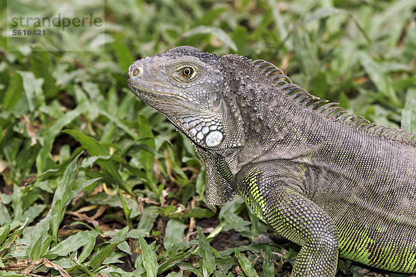 Grüner Leguan (Iguana iguana)  eingeschleppte Art  Alttier  Porträt  Indonesien  Südostasien  Asien