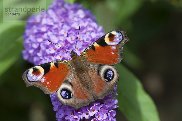 Tagpfauenauge (Inachis io)  Schmetterling auf Blüten des Sommerflieders (Buddleja sp.)  Rheinland-Pfalz  Deutschland  Europa