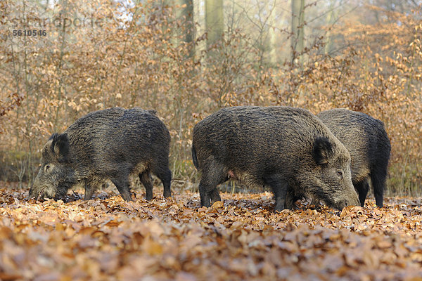 Wildschweine (Sus scrofa)  Schwarzwild  Weibchen  Bachen auf Nahrungssuche  Gehege  Nordrhein-Westfalen  Deutschland  Europa