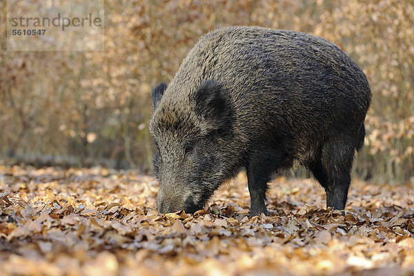 Wildschwein (Sus scrofa)  Schwarzwild  Weibchen  Bache auf Nahrungssuche  Gehege  Nordrhein-Westfalen  Deutschland  Europa