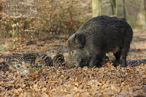 Wildschwein (Sus scrofa)  Schwarzwild  Weibchen  Bache mit Frischlingen  Gehege  Nordrhein-Westfalen  Deutschland  Europa