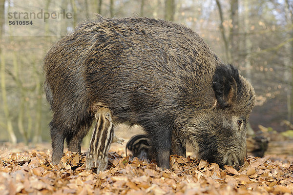 Wildschwein (Sus scrofa)  Schwarzwild  Weibchen  Bache säugt Frischling  Gehege  Nordrhein-Westfalen  Deutschland  Europa