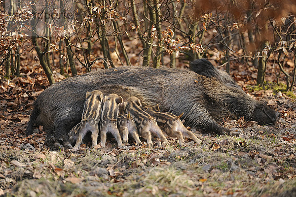 Wildschwein (Sus scrofa)  Schwarzwild  Weibchen  Bache säugt Frischlinge  Gehege  Nordrhein-Westfalen  Deutschland  Europa