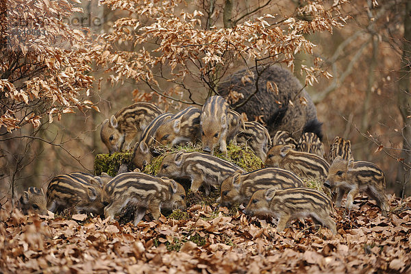 Wildschwein (Sus scrofa)  Schwarzwild  Frischlinge  Gehege  Nordrhein-Westfalen  Deutschland  Europa