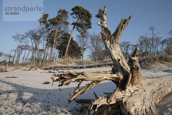 Europa Landschaft Wald Holz Ostsee Baltisches Meer Bodden Darß Deutschland Mecklenburg-Vorpommern