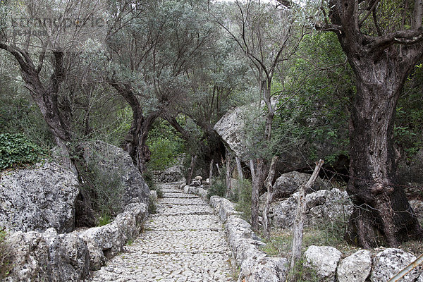 Weg  Olivenbäume  Biniarix  Mallorca  Balearen  Spanien  Europa