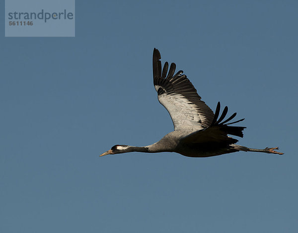 Kranich (Grus grus) im Flug  Lac du Der  Frankreich  Europa