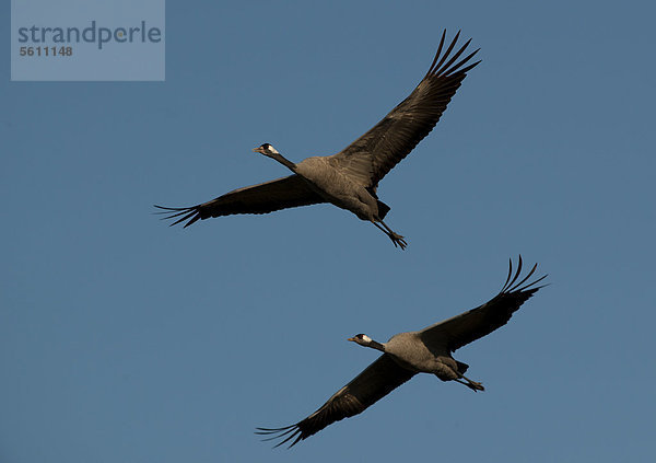 Kraniche (Grus grus) im Flug  Lac du Der  Frankreich  Europa