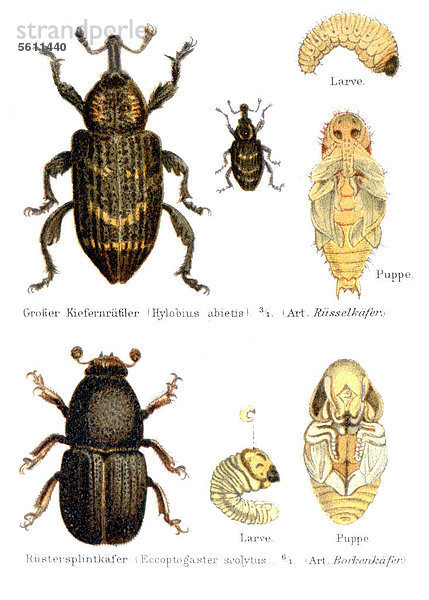 Käfer  Kiefernrüssler (Pissodes) und Rüstersplintkäfer (Eccoptogaster scolytus)  Illustration aus Meyers Konversationslexikon  1897