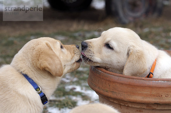 Blonde Labrador Retriever Welpen  einer in einem Blumentopf sitzend  beschnuppern oder küssen sich