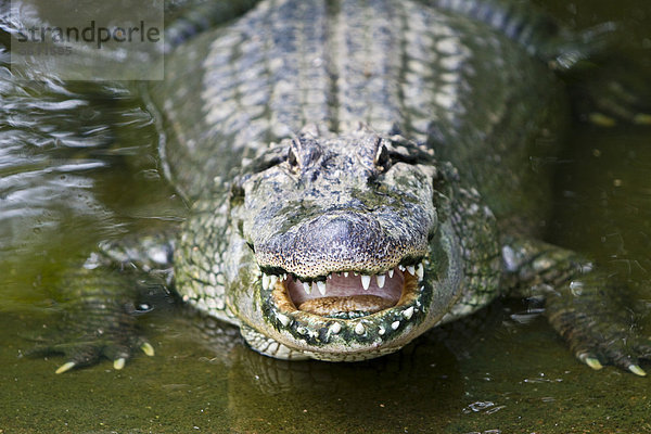 Mississippi-Alligator (Alligator mississippiensis)  Crocodylus Park  Darwin  Northern Territory  Australien