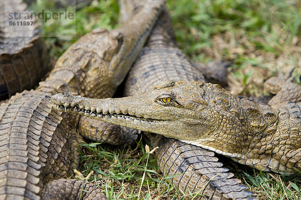 Süßwasserkrokodile  Australien-Krokodile (Crocodylus johnsoni)  Crocodylus Park  Darwin  Northern Territory  Australien