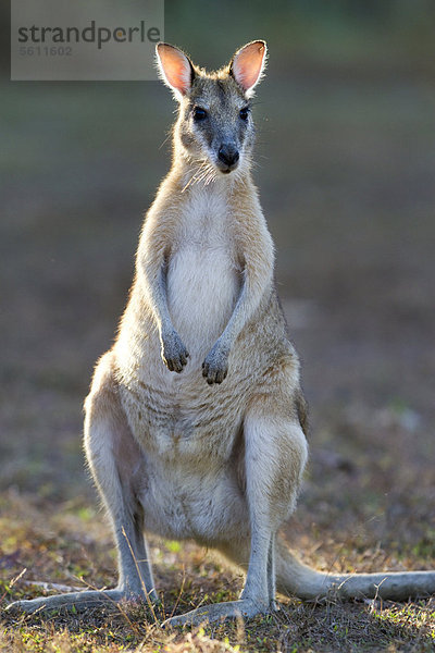 Flinkwallaby (Macropus agilis)  Northern Territory  Australien