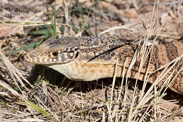 Gouldswaran (Varanus gouldii)  Northern Territory  Australien