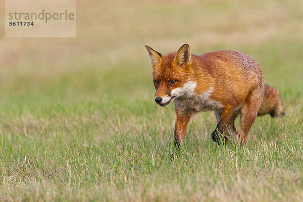 Rotfuchs (Vulpes vulpes)  beim Laufen auf Gras  Südostengland  England  Großbritannien  Europa