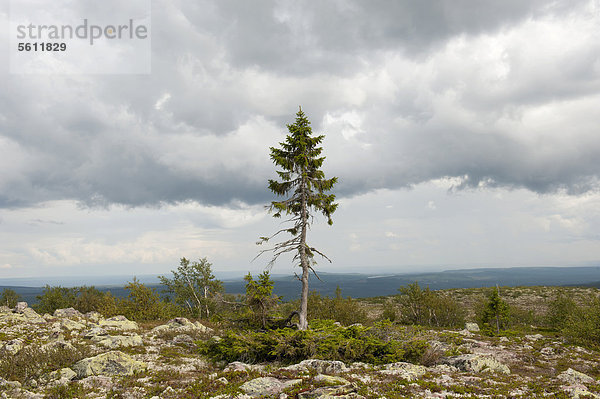 Old Tjikko  der älteste Baum der Welt  9550 Jahre alte Fichte (Picea abies)  Krummholz  Fulufjällets Nationalpark  Fulufjället  bei Särna  Provinz Dalarna  Schweden  Skandinavien  Nordeuropa  Europa