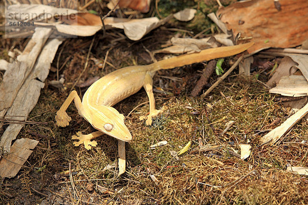 Blattschwanzgecko (Uroplatus fimbriatus)  Nahrungssuche  Madagaskar  Afrika