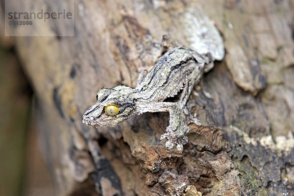 Blattschwanzgecko  Flechtengecko (Uroplatus sikorae)  Baumstamm  Tarnung  Madagaskar  Afrika