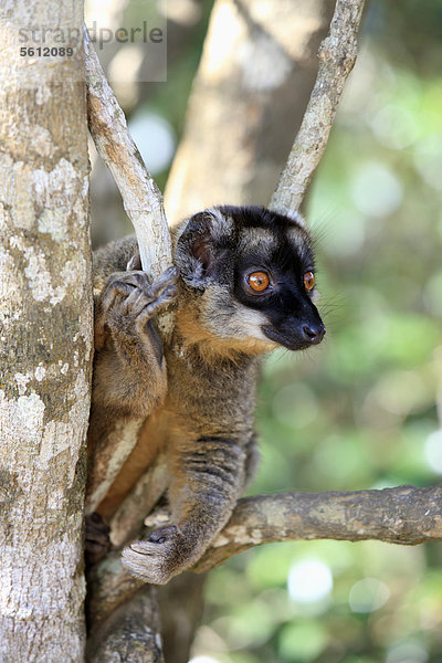 Brauner Maki  Schwarzkopfmaki (Eulemur fulvus)  Andasibe Reservat  Perinet Reservat  Madagaskar  Afrika