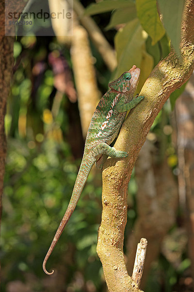 Calumma globifer  auf Madagaskar endemisches Chamäleon  männlich  Nahrungssuche  Madagaskar  Afrika