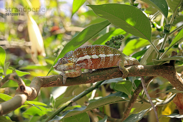 Calumma globifer  auf Madagaskar endemisches Chamäleon  männlich  Nahrungssuche  Madagaskar  Afrika