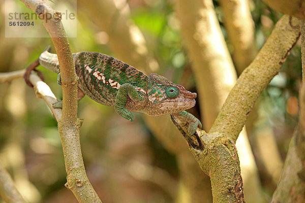 Calumma globifer  auf Madagaskar endemisches Chamäleon  männlich  Nahrungssuche  Madagaskar  Afrika