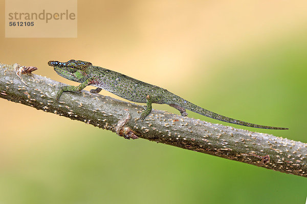 Calumma nasutum  auf Madagaskar endemisches Chamäleon  männlich  Nahrungssuche  Madagaskar  Afrika