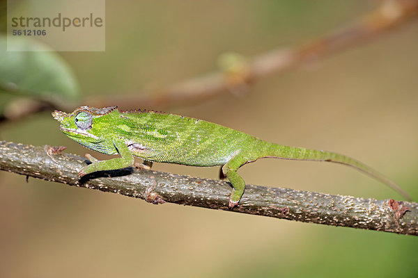 Calumma nasutum  auf Madagaskar endemisches Chamäleon  weiblich  Nahrungssuche  Madagaskar  Afrika