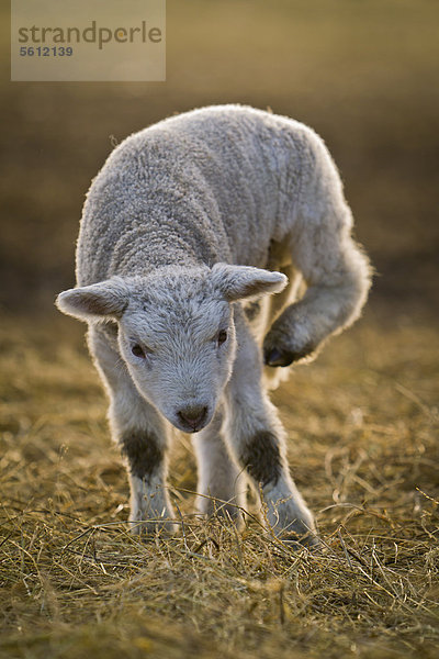 Lamm steht auf Heu