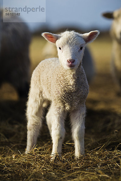 Lamm steht auf Heu